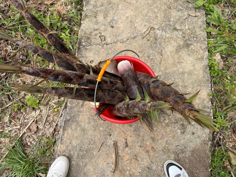 清明踏青 采茶好时节_凯时尊龙人生就是博新闻_新闻资讯_凯时尊龙人生就是博电气集团