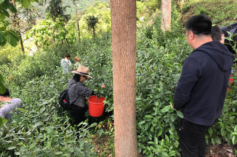 清明踏青 采茶好时节_凯时尊龙人生就是博新闻_新闻资讯_凯时尊龙人生就是博电气集团