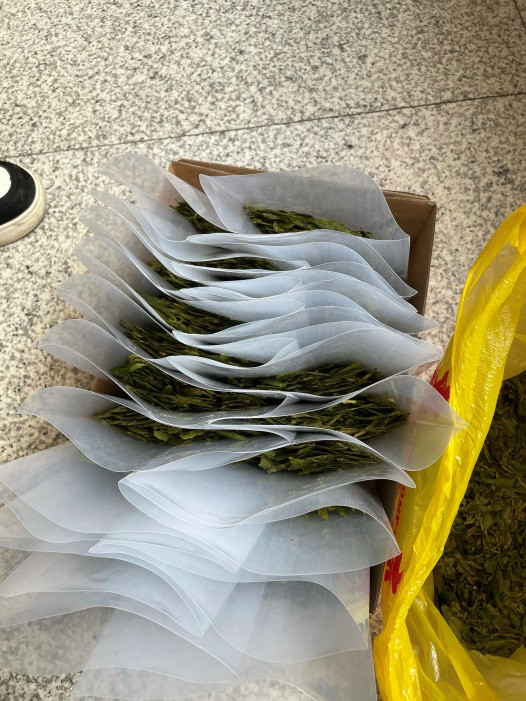 清明踏青 采茶好时节_凯时尊龙人生就是博新闻_新闻资讯_凯时尊龙人生就是博电气集团