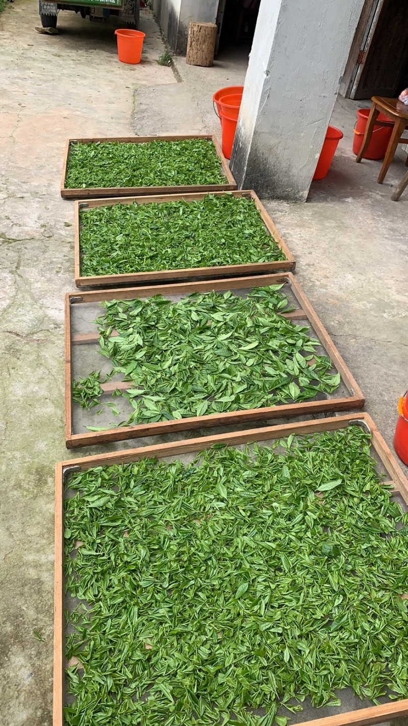 清明踏青 采茶好时节_凯时尊龙人生就是博新闻_新闻资讯_凯时尊龙人生就是博电气集团