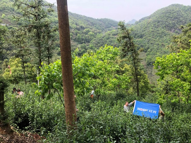 清明踏青 采茶好时节_凯时尊龙人生就是博新闻_新闻资讯_凯时尊龙人生就是博电气集团